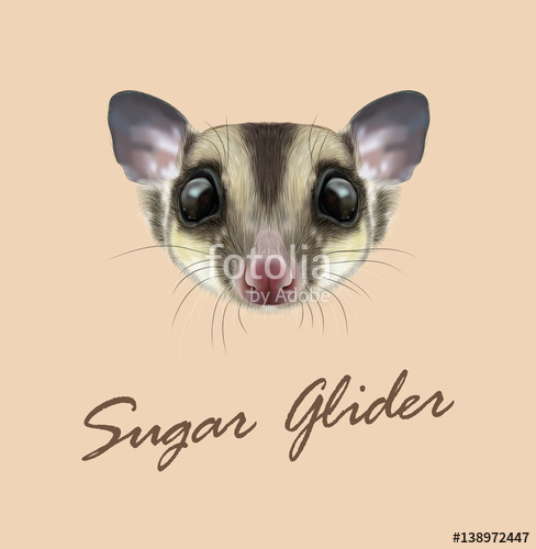 488x500 Vector Illustrated Portrait Of Sugar Glider Stock Image