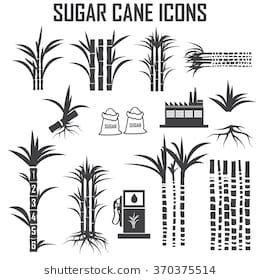 Sugar Cane Icons Vector Sugar, Vector Art, Logos Design 260x280 Sugar Cane Icons Vector Sugar, Vector Art, Logos Design