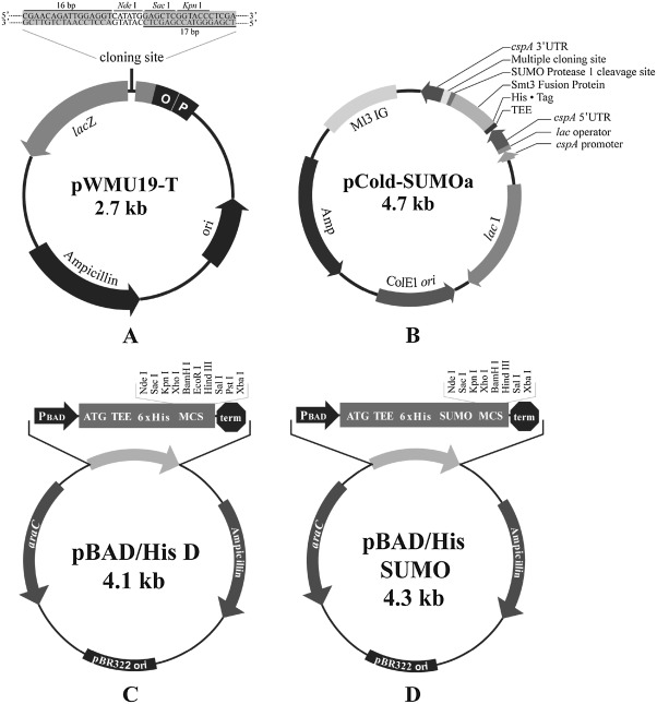 602x645 Expression Of Soluble Native Protein In Escherichia Coli Using