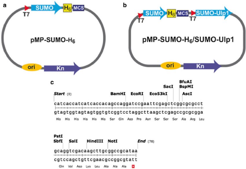 850x585 Vectors For Expressing Sumo Fusion Proteins