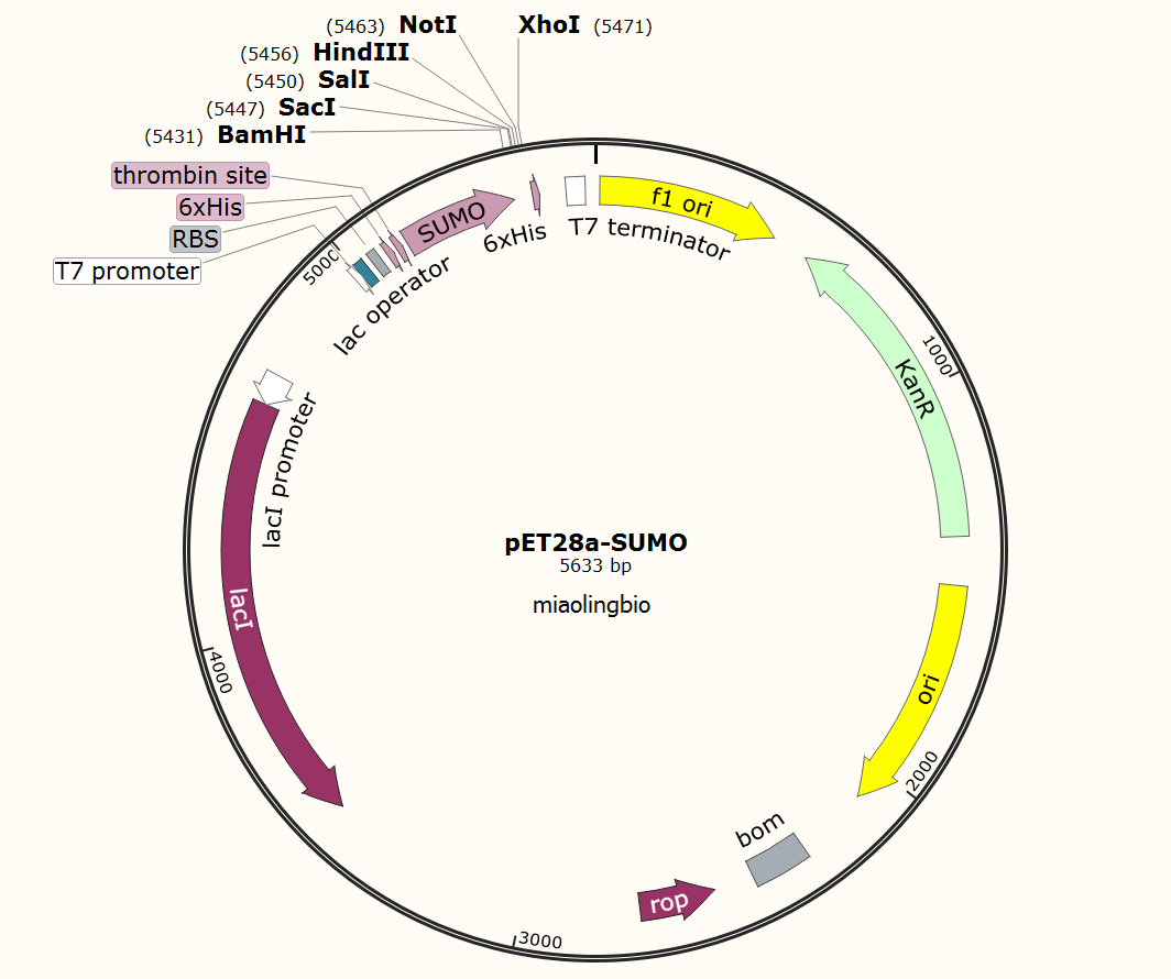 1064x890 Sumo Sumo Sumo