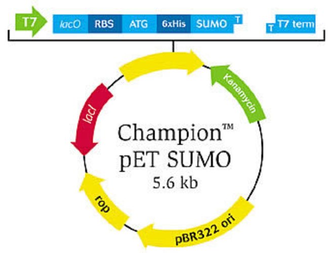 650x501 Champion Pet Sumo Expression System