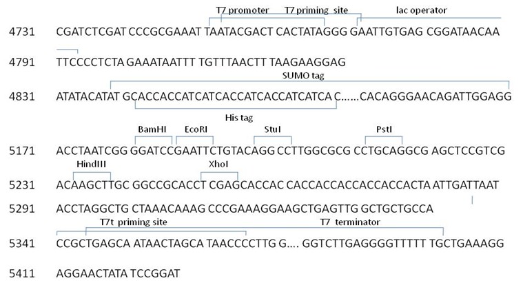 759x446 E Coli Expression Vector Construction Service Spet N His Sumo