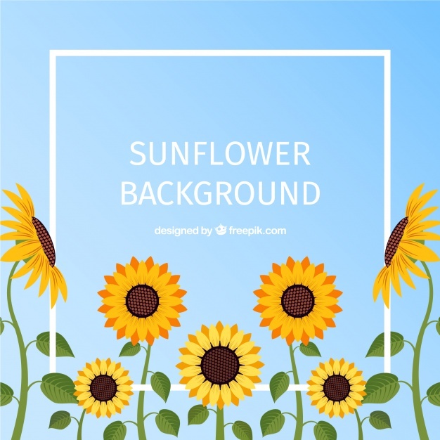 626x626 Sunflower Vectors, Photos And Free Download