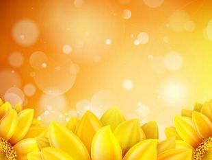 310x233 Sunflower Background Graphics Set Vector Free Vectors Ui Download