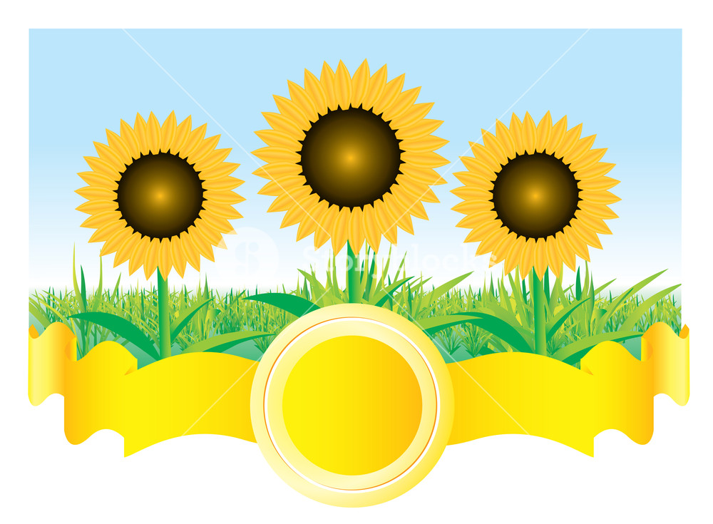 1000x735 Beautiful Vector Sunflower Background Royalty Free Stock Image