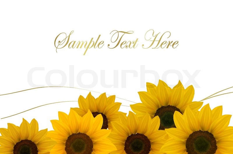800x530 Beautiful Yellow Sunflower Background Stock Vector Colourbox