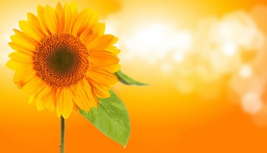 550x316 Behind Sunflower Background Vector Free Vector In Vector