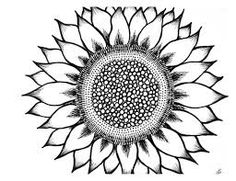 Sunflower Black And White Vector