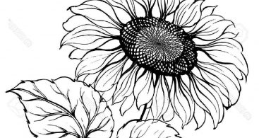 367x195 Graphic Black White Sunflower Vector Archives Vector Images Design