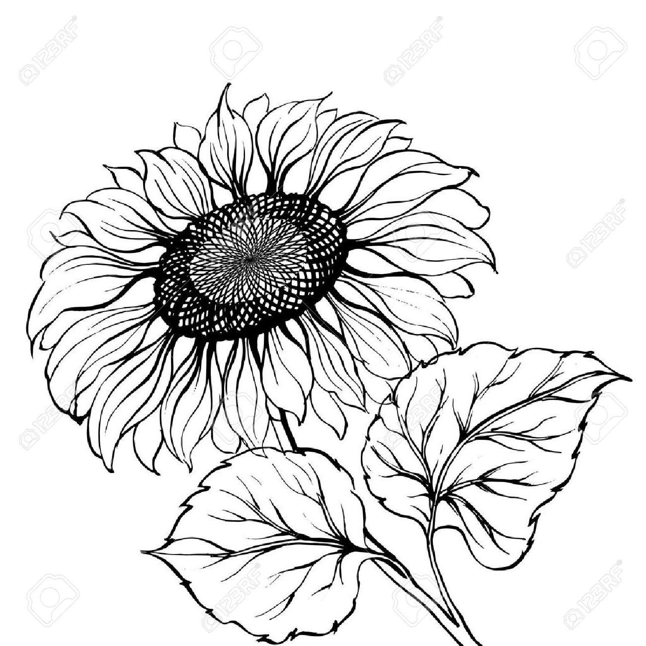 Sunflower Black And White Vector at Collection of