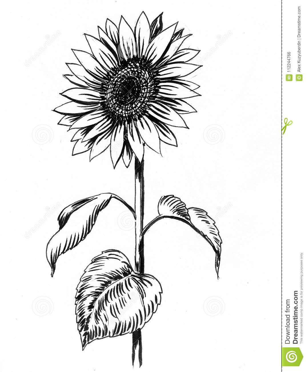 1075x1300 Huge Collection Of 'black And White Sunflower Drawing' Download