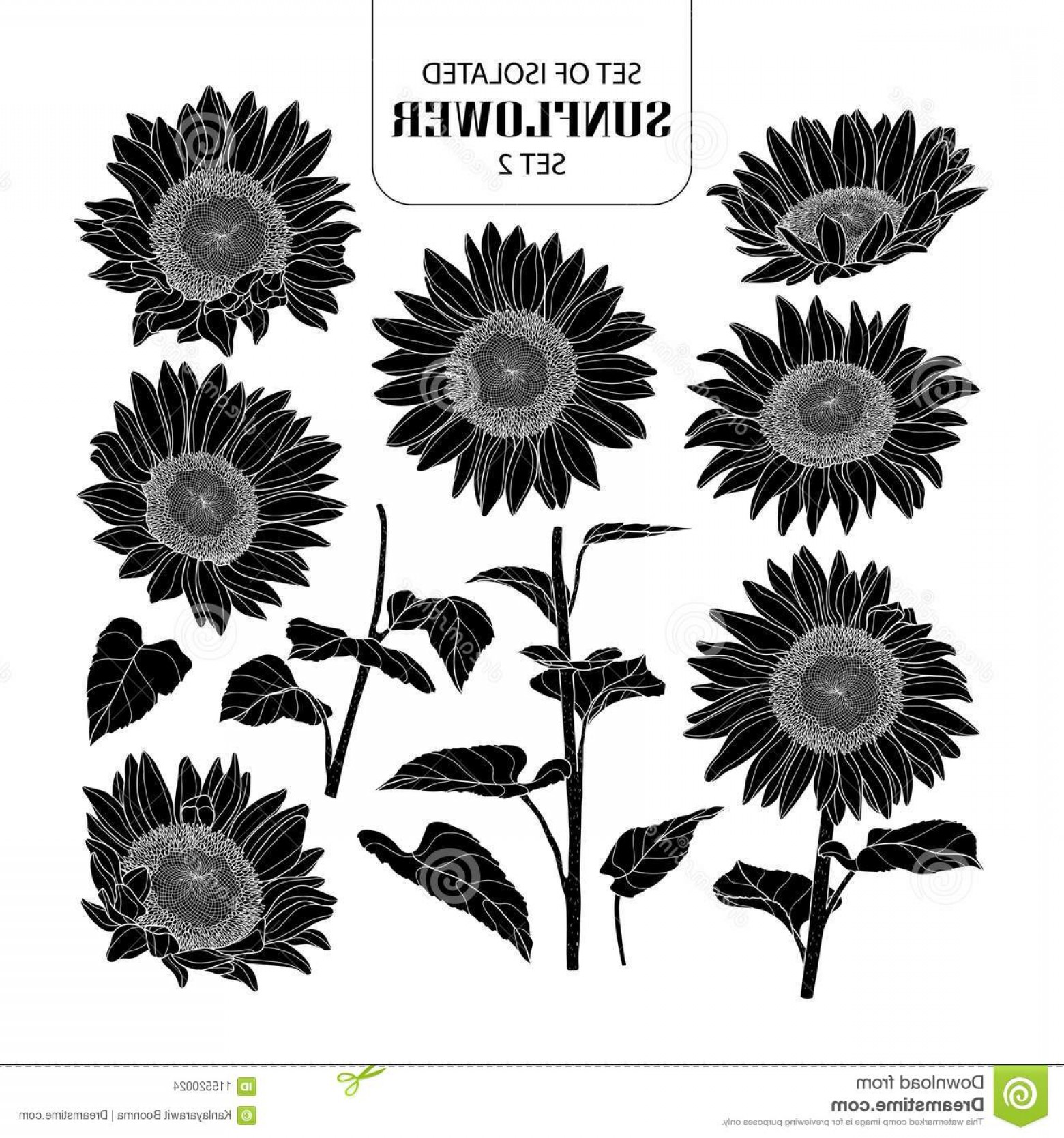 1560x1668 Set Isolated Silhouette Sunflower Set Set Isolated Silhouette