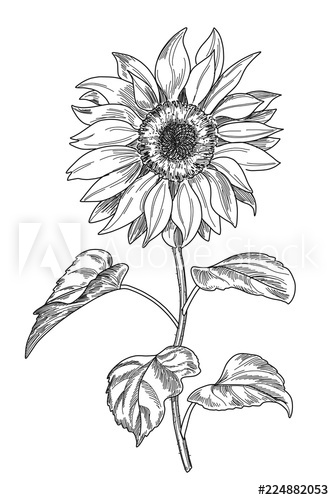 334x500 Sketch Pen And Ink Vintage Sunflower Illustration, Draft