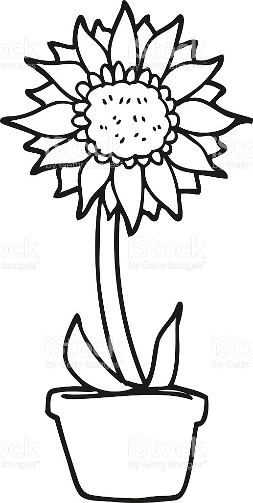 517x1024 Sunflower Black And White Clipart