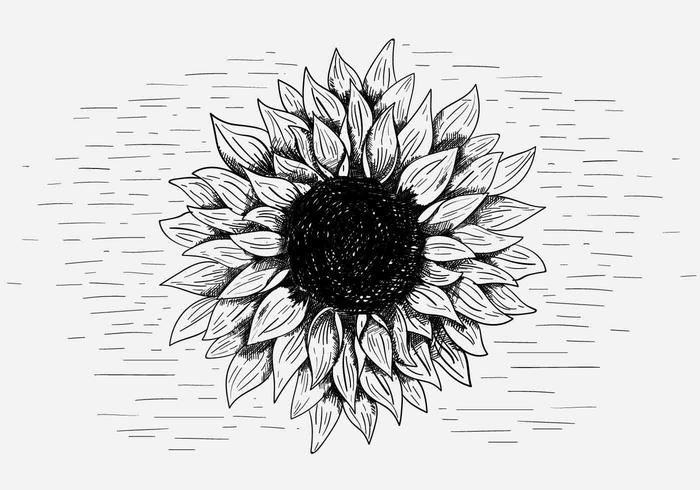 Free Free 179 Sunflower Svg Free Black And White SVG PNG EPS DXF File