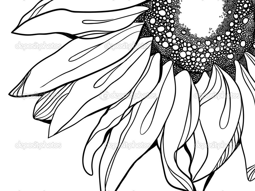 1024x768 Sunflower Vector Illustration Stock Illustration Vasileva