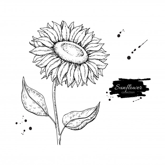 626x626 Sunflowers Flowers Vectors, Photos And Free Download