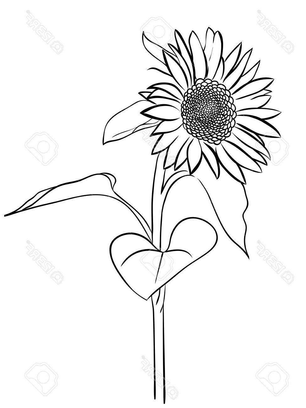 974x1300 Unique Sunflower Black And White Illustration Vector Pictures