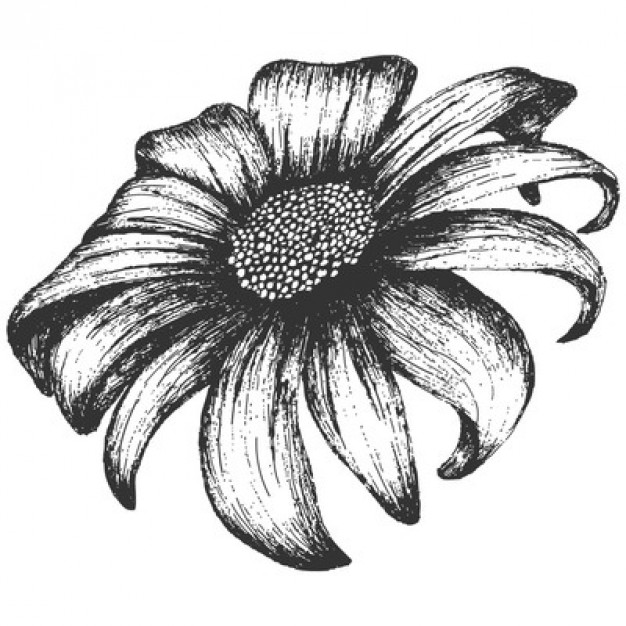 626x626 Vintage Sunflower In Black And White Vector Free Download