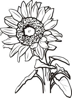 236x320 Free Black And White Clip Art Sunflowers Free Cliparts