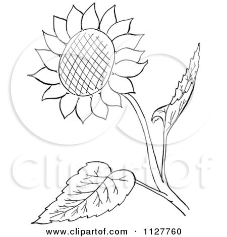 450x470 Cartoon Of A Retro Vintage Black And White Sunflower And Leaves