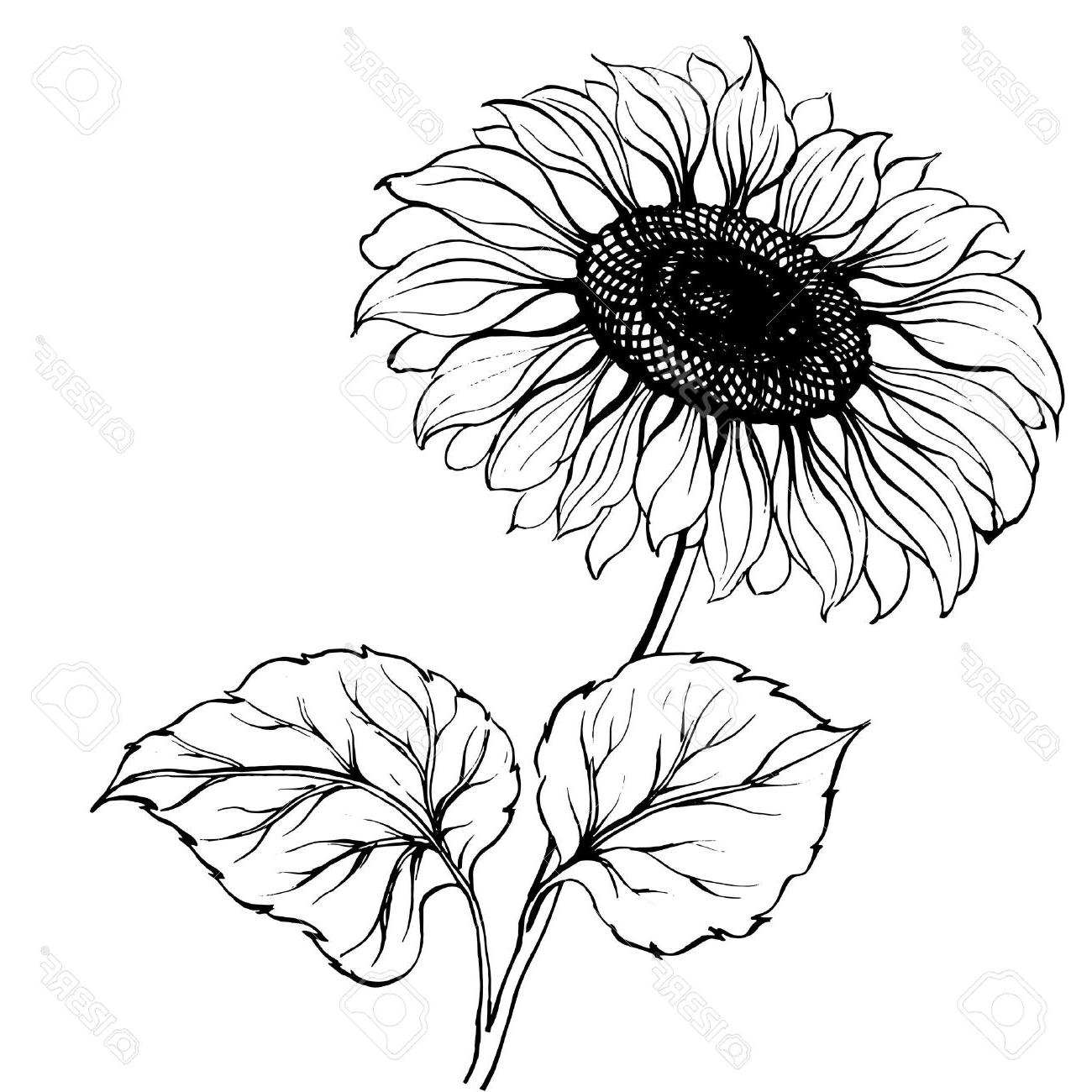 1300x1300 Collection Of 'black And White Sunflower Drawing' Download More