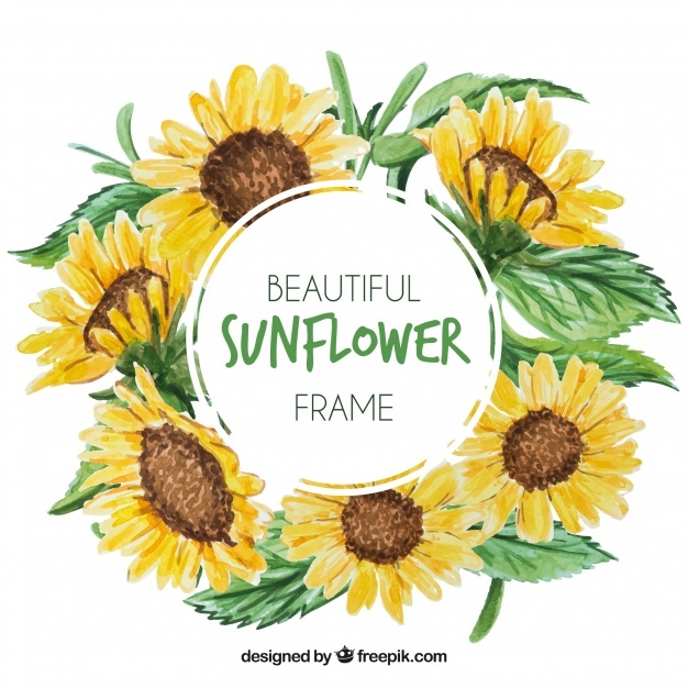 Sunflower Vectors, Photos And Free Download 626x626 Sunflower Vectors, Photos And Free Download