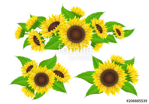 Sunflower Collection With Bud And Leaf, Bouquet And Border 500x350 Sunflower Collection With Bud And Leaf, Bouquet And Border