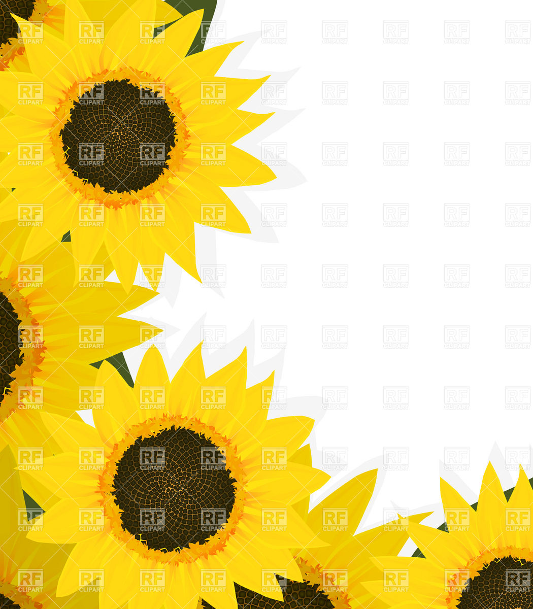 Sunflower Corner Design With Copy Space Vector Image Of Plants 1050x1200 Sunflower Corner Design With Copy Space Vector Image Of Plants