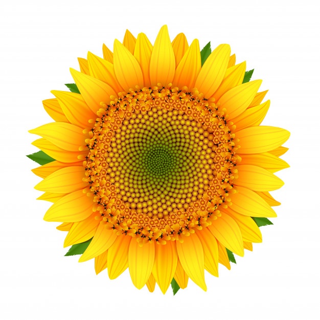 Sunflower Vectors, Photos And Free Download 626x626 Sunflower Vectors, Photos And Free Download