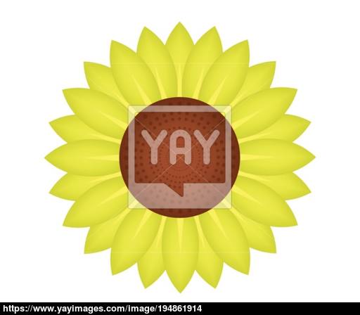 Sunflower Icon Vector 512x448 Sunflower Icon Vector