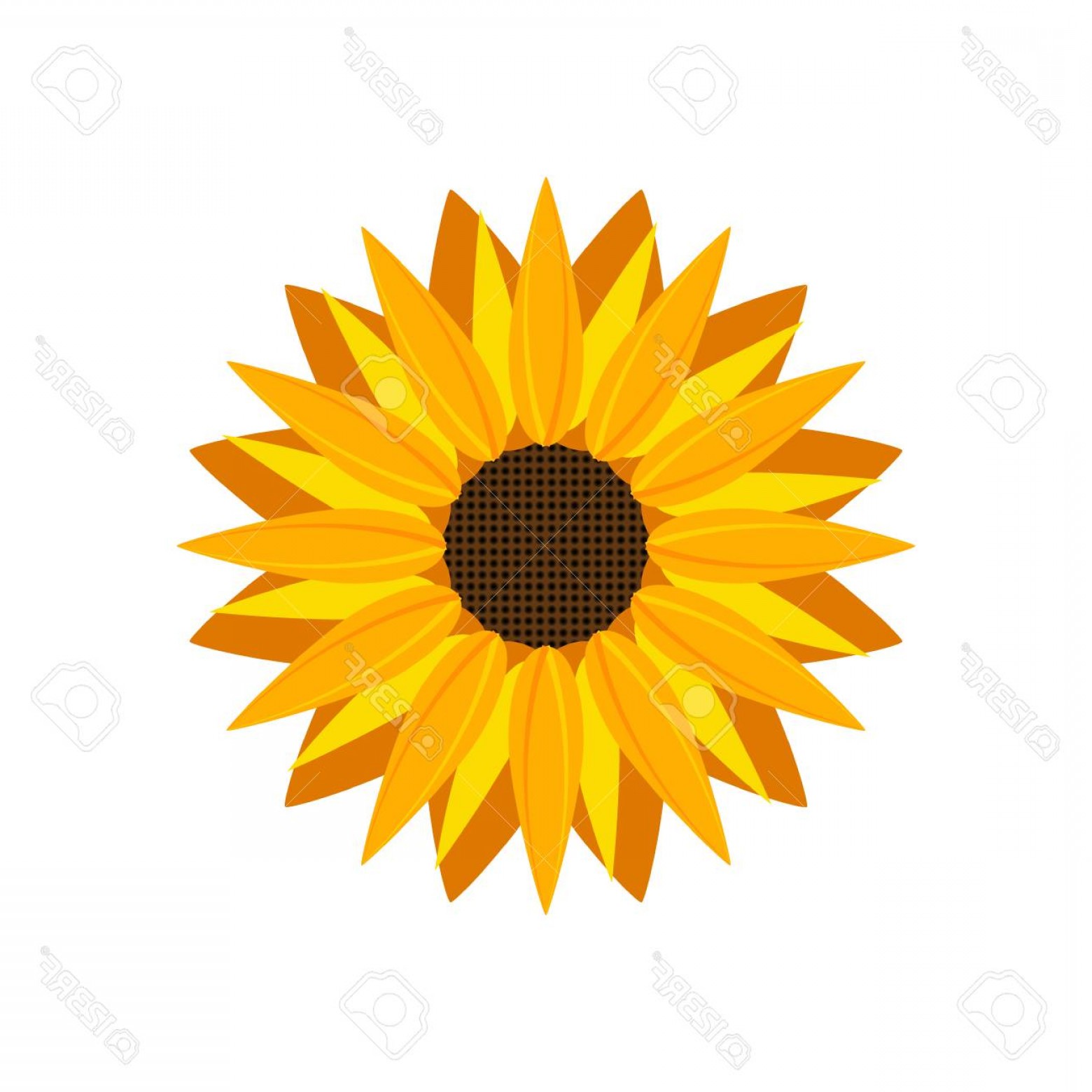 Photostock Vector Sunflower Icon Vector Isolated Yellow Sunflower 1560x1560 Photostock Vector Sunflower Icon Vector Isolated Yellow Sunflower