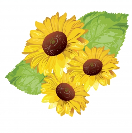 Summer Sunflower Free Vectors Ui Download 424x425 Summer Sunflower Free Vectors Ui Download