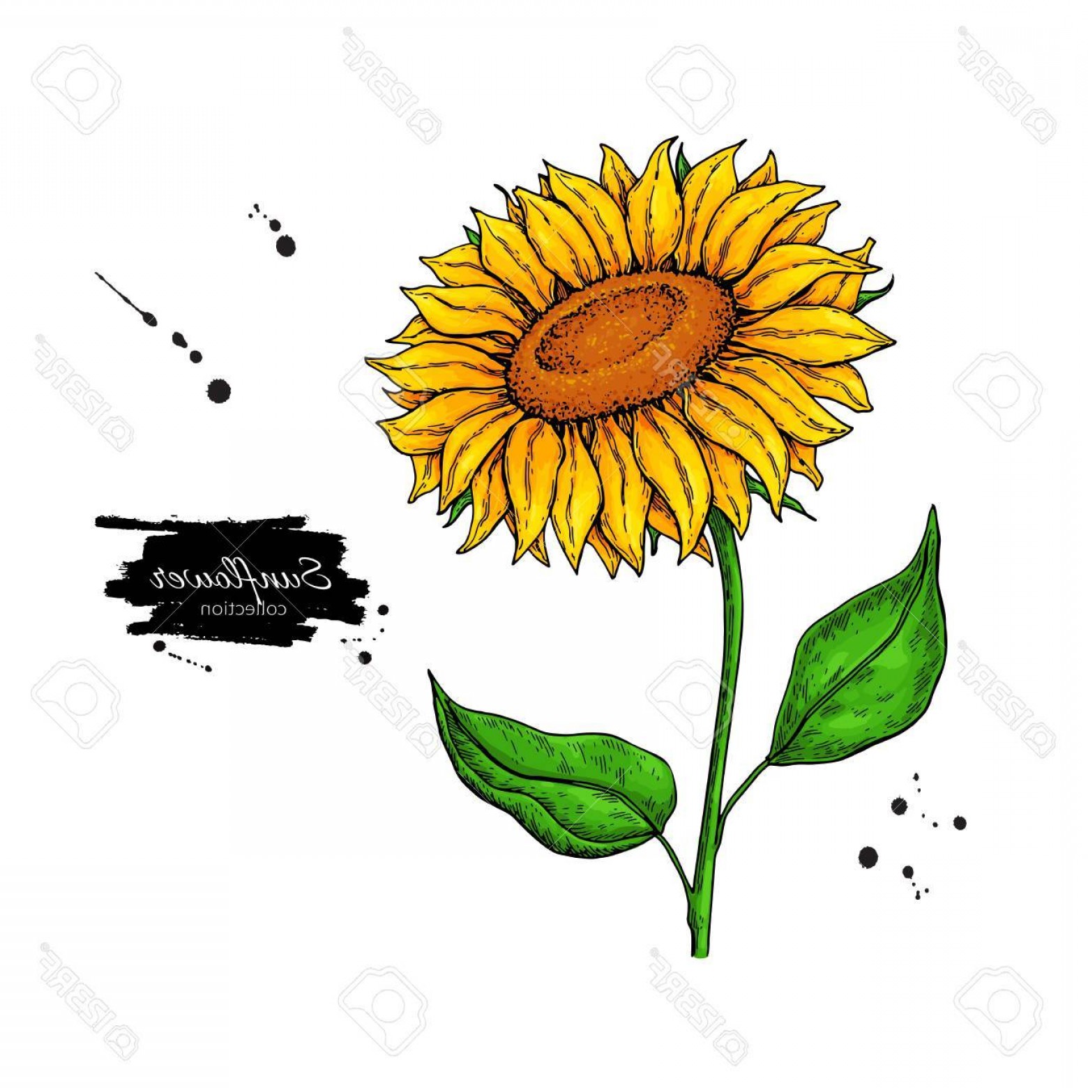 Sunflower Flower Vector Catamart 1560x1560 Sunflower Flower Vector Catamart