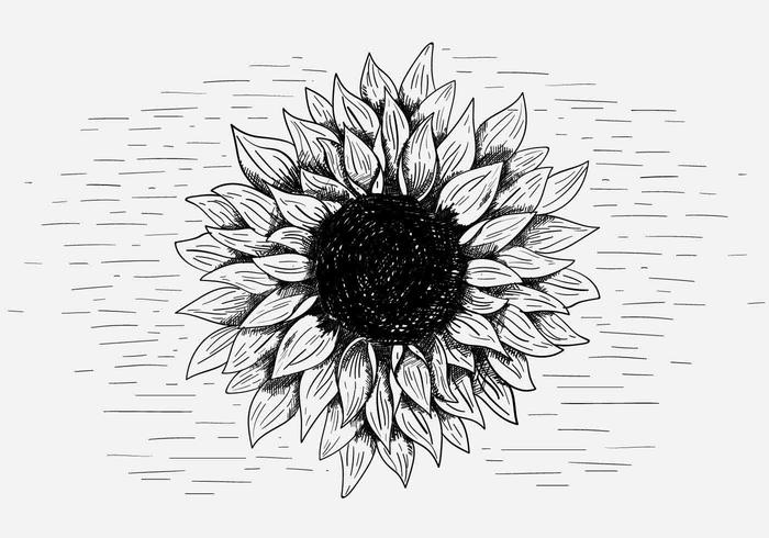 Sunflower Free Vector Art 700x490 Sunflower Free Vector Art