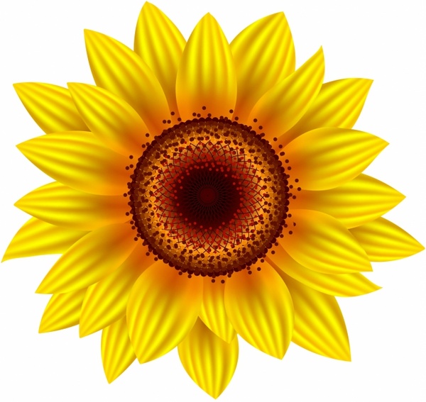 Sunflower Free Vector In Adobe Illustrator 600x567 Sunflower Free Vector In Adobe Illustrator
