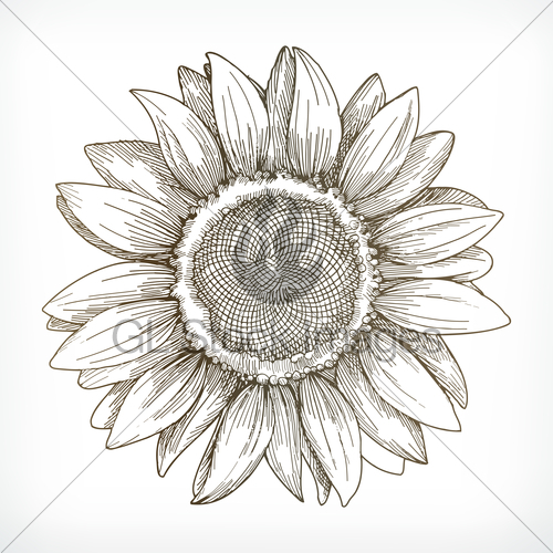 Sunflower Sketch, Hand Drawing, Vector Illustration Gl Stock Images 500x500 Sunflower Sketch, Hand Drawing, Vector Illustration Gl Stock Images
