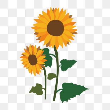 Sunflower Vector, Graphic Resources For Free Download 360x360 Sunflower Vector, Graphic Resources For Free Download
