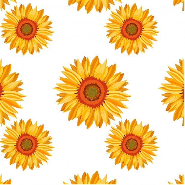 Sunflower Vectors, Photos And Free Download 626x626 Sunflower Vectors, Photos And Free Download