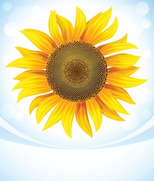Sunflower Free Vector Download 314x368 Sunflower Free Vector Download
