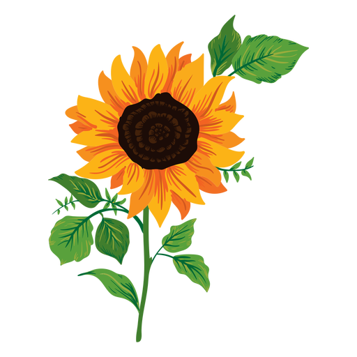 Sunflower Illustration Vector At Collection Of