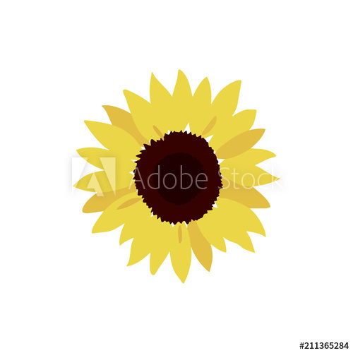 Sunflower Illustration Vector 500x500 Sunflower Illustration Vector