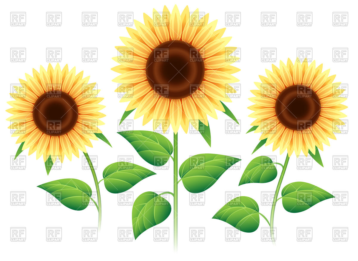 Sunflower Set Isolated On White Background Vector Image Of Plants 1200x873 Sunflower Set Isolated On White Background Vector Image Of Plants