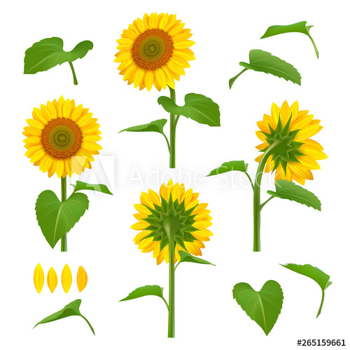 Sunflowers Illustrations Garden Botanical Yellow Beauty 500x500 Sunflowers Illustrations Garden Botanical Yellow Beauty