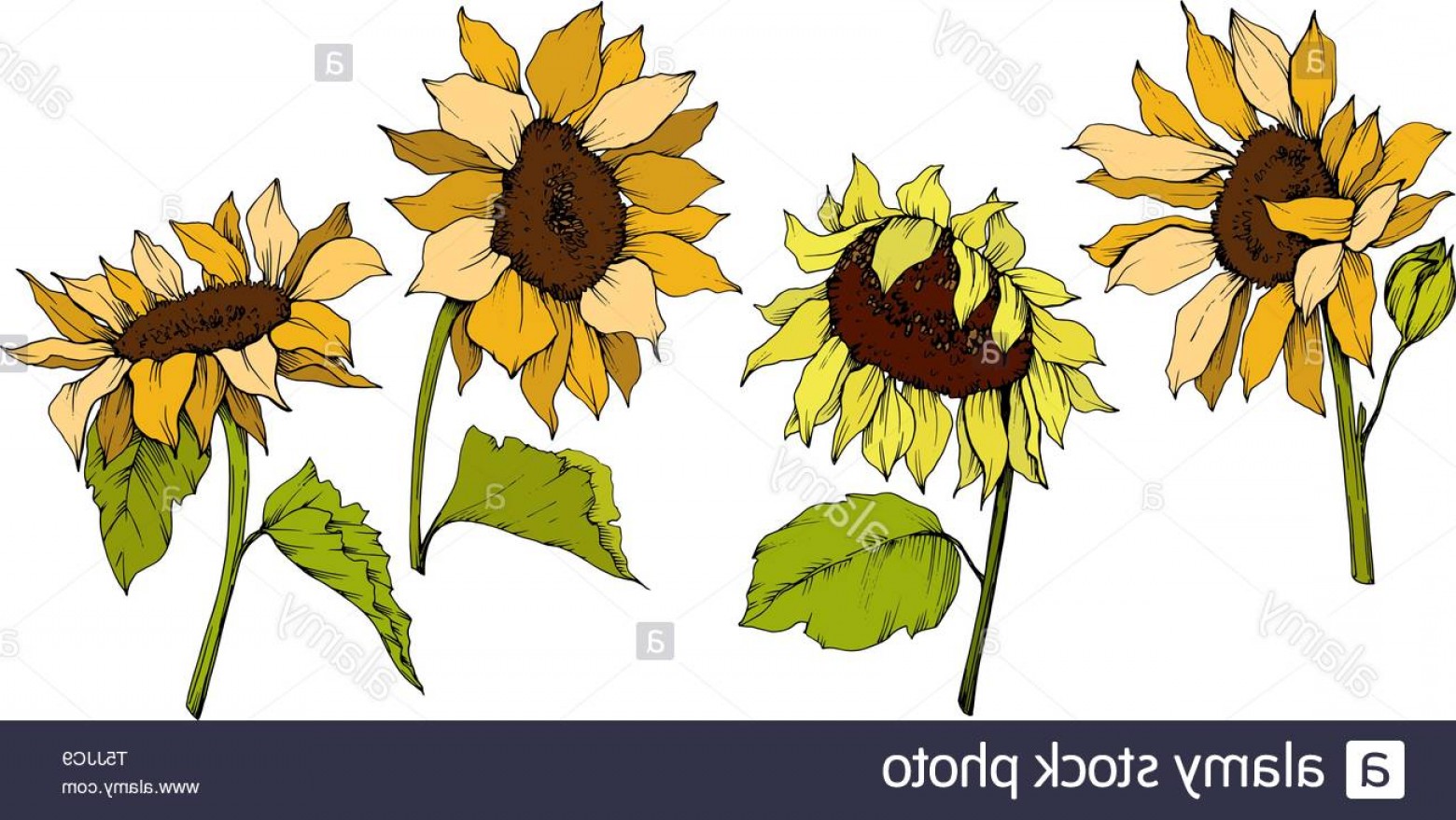 Vector Sunflower And Barn Handandbeak 1560x879 Vector Sunflower And Barn Handandbeak