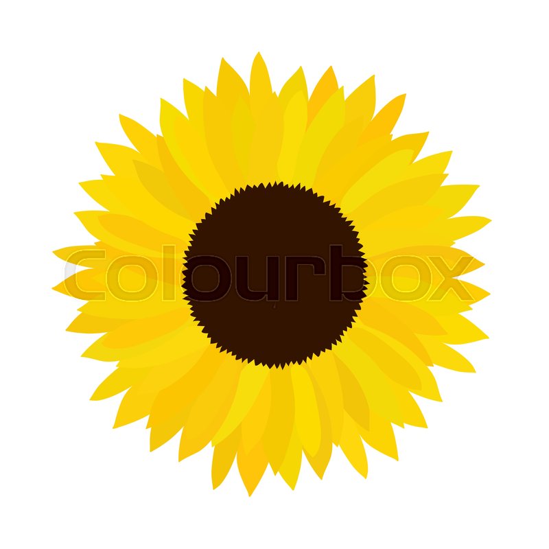 Vector Doodle Sunflower Illustration Stock Vector Colourbox 800x800 Vector Doodle Sunflower Illustration Stock Vector Colourbox