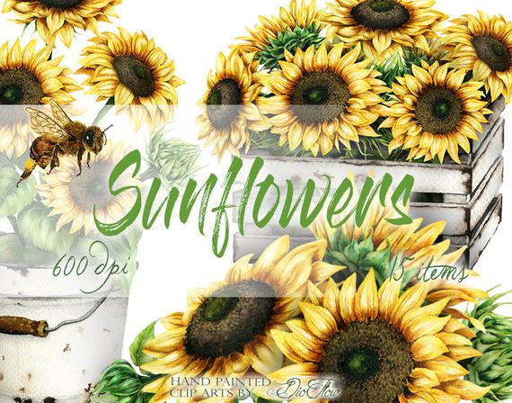 Watercolor Sunflower Clipart Clip Art Summer Sun Flower Etsy 570x448 Watercolor Sunflower Clipart Clip Art Summer Sun Flower Etsy