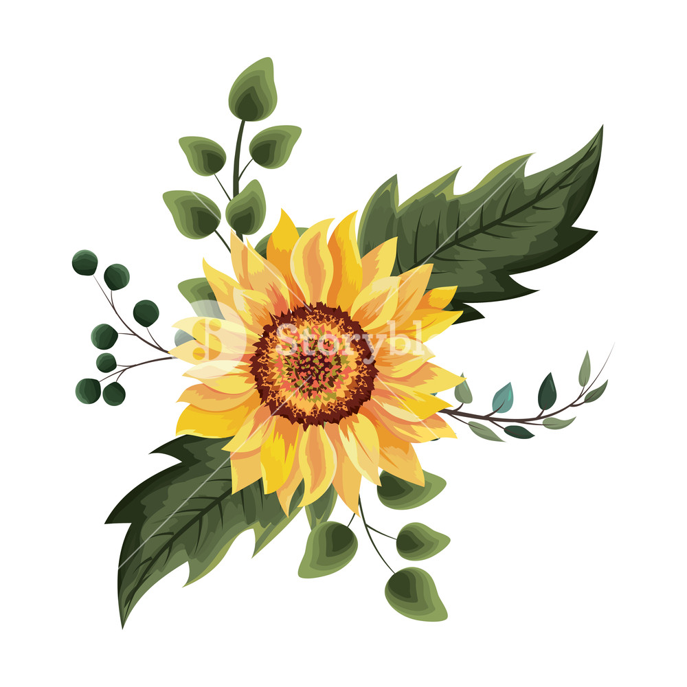 Beautiful Sunflower Drawing Isolated Vector Illustration Graphic 1000x1000 Beautiful Sunflower Drawing Isolated Vector Illustration Graphic