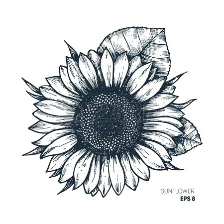 Drawing Of A Sunflower 450x450 Drawing Of A Sunflower
